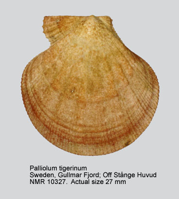 Palliolum tigerinum (1).jpg - Palliolum tigerinum(O.F.Müller,1776)